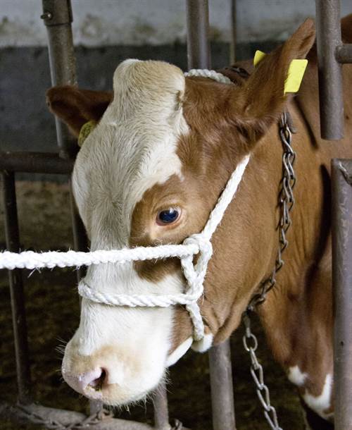 Strickhalfter Sisal-PP, 230cm 18 mm, o.Klammer, 4-schäftig