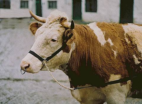 Vorführhalfter Nylon schwarz