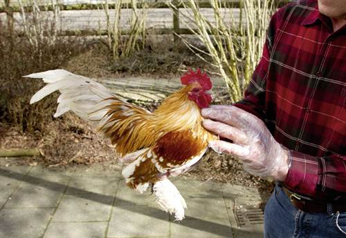 PE-Einmalhandschuhe 30cm (kurz), 20St. an Reiter