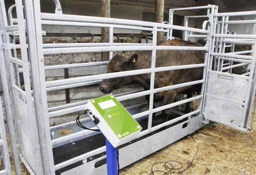 AniScale Tierwaage mit Wiegestand, Komplett-Set AniScale Tierwaage mit Wiegestand, Komplett-Set